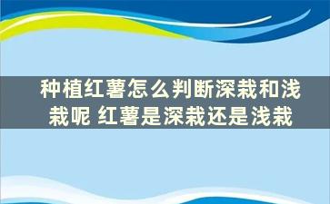 种植红薯怎么判断深栽和浅栽呢 红薯是深栽还是浅栽